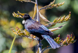 The Tui Feeds on Flax