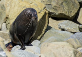 7 December 2013 - Fur Seal - Kaikoura Coastline