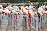 Flamingoes in the Camargue