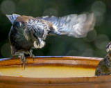 tui on a feeder