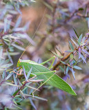 11 April 2015 - Katydid comes visiting