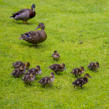 Donald and Daisy bring Huey, Duey, Luey, Phuey, Guey, Buey, Zuey, Xuey, Wuey and Vuey to visit