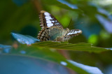 Butterfly at Butterfly Farm, Khao Lak