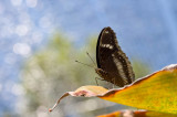 Butterfly at Butterfly Farm, Khao Lak