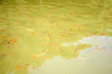 Feeding the fish