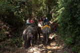 Elephant riding in Khao Sok