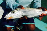 Honduran Bonefish