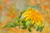 Shaggy Sunflower
