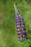 Lupine