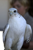 Another view of the Gyrfalcon