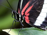 Butterfly Macro Shots