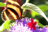 Butterfly Jungle 2016
