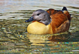 CAPE SHELDUCK DRAKE_1557.jpg