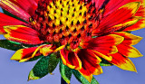 GAILLARDIA_0696.jpg