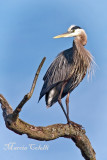 GREAT BLUE HERON_3533.jpg