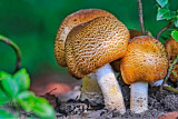 MUSHROOMS_2133.jpg