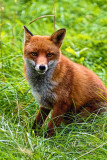 RED FOX_4813.jpg