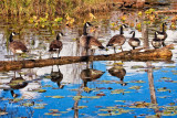 CANADIAN GEESE_2026.jpg