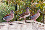 THREE LITTLE DUCKS ALL IN A ROW_1786 .jpg