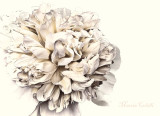 WHITE PEONY_3969.jpg