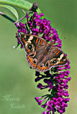BUCKEYE BUTTERFLY_0283jpg