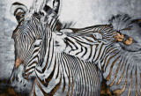 AFFECTION_3906.jpg