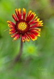 GAILLARDIA_8918.jpg