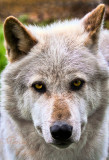 WOLF ALPHA MALE_4718.jpg