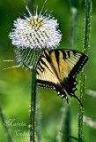 EASTERN TIGER SWALLOWTAIL_5881.jpg