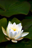 WHITE WATERLILY_4662.jpg