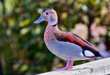 RING TEAL DUCK_1790 .jpg