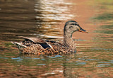 MALLARD-9436.jpg