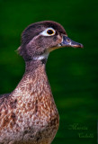 WOOD DUCK_8512.jpg