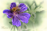 GERANIUM AND BEE_7454.jpg