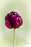 DIVINE_6481.jpg