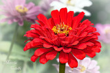 ZINNIA_1039.jpg