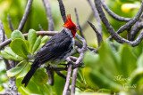 HAWAIIAN CARDINAL_8310.jpg