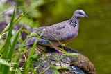 DOVE_7378.jpg