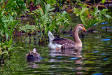 GOOSE_7838.jpg