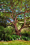 MAJESTIC TREE_9729.jpg