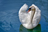 MUTE SWAN_6845.jpg