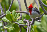 HAWAIIAN CARDINAL_8321.jpg