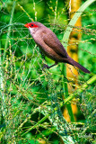 The Common (St. Helena) Waxbill_7769.jpg