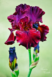 TART IRIS_8863.jpg