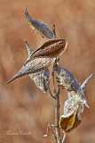 SEED PODS_0050.jpg