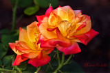 ROSE_3362.jpg