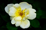 YELLOW KNOCKOUT ROSE_6904.jpg