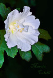 ROSE OF SHARON_0685.jpg