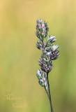 WILD GRASS_8048.jpg