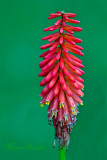 RED HOT POKER_5565.jpg